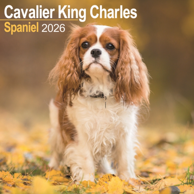 Cavalier King Charles Calendar 2026  Square Dog Breed Wall Calendar - 16 Month