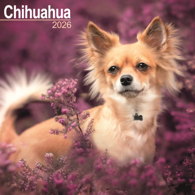 Chihuahua Calendar 2026 Square Dog Breed Wall Calendar - 16 Month