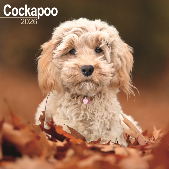 Cockapoo Calendar 2026 Square Dog Breed Wall Calendar - 16 Month