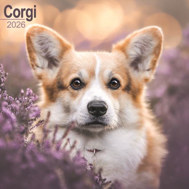 Corgi Calendar 2026 Square Dog Breed Wall Calendar - 16 Month