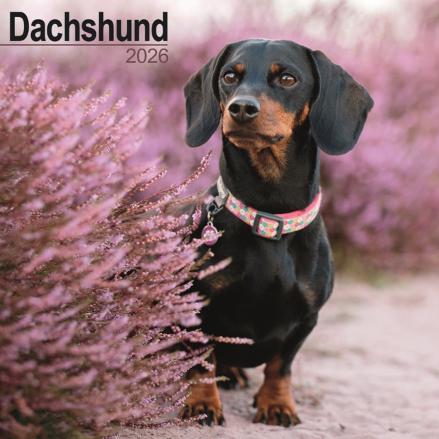 Dachshund Calendar 2026  Square Dog Breed Wall Calendar - 16 Month
