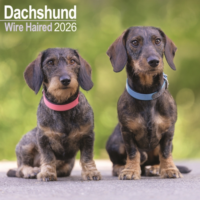 Wirehaired Dachshund Calendar 2026 Square Dog Breed Wall Calendar - 16 Month