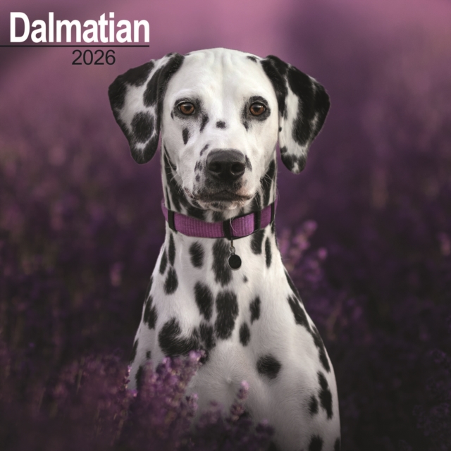Dalmatian Calendar 2026 Square Dog Breed Wall Calendar - 16 Month