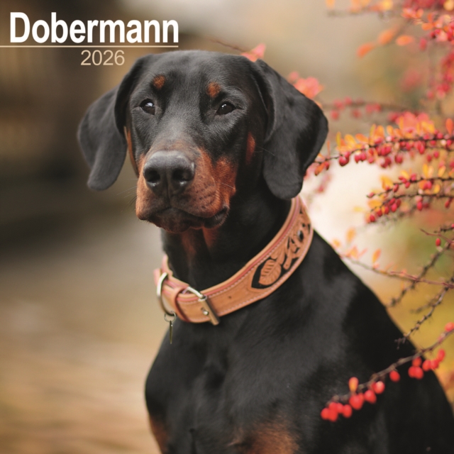 Dobermann (Euro) Calendar 2026 Square Dog Breed Wall Calendar - 16 Month