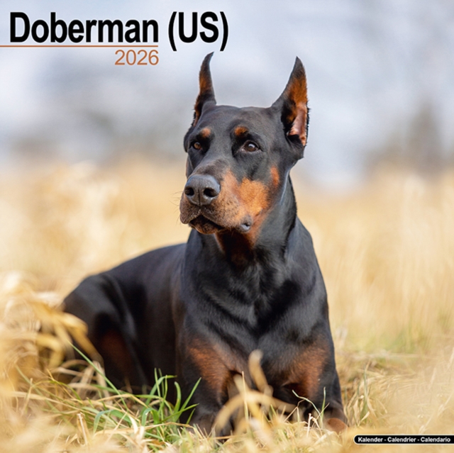 Doberman (Us) Calendar 2026  Square Dog Breed Wall Calendar - 16 Month