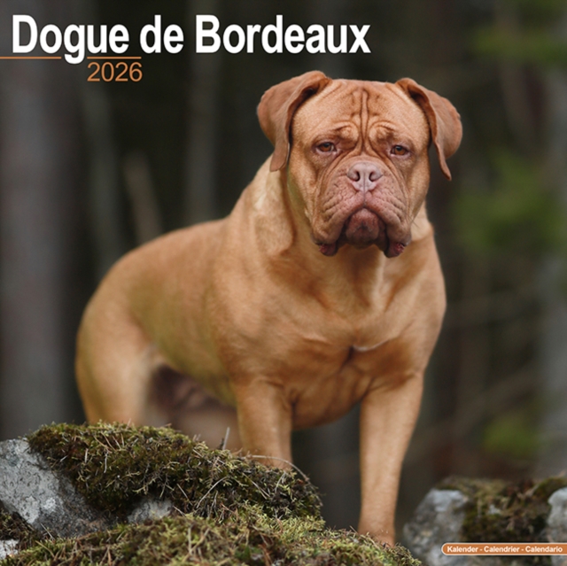 Dogue De Bordeaux Calendar 2026 Square Dog Breed Wall Calendar - 16 Month