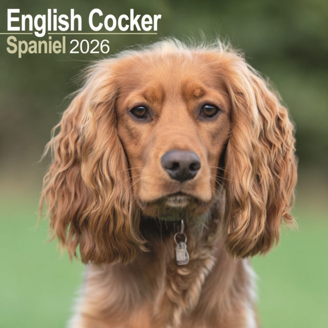 English Cocker Spaniel Calendar 2026 Square Dog Breed Wall Calendar - 16 Month