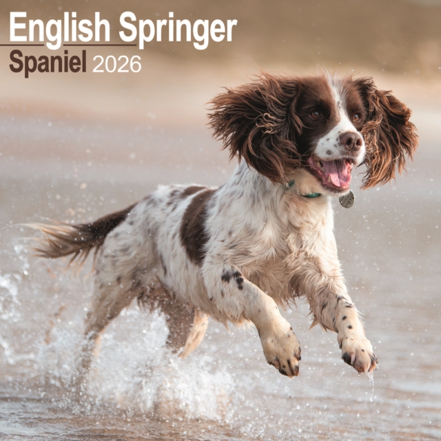 English Springer Spaniel (Euro) Calendar 2026 Square Dog Breed Wall Calendar - 16 Month