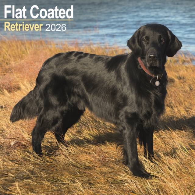 Flatcoated Retriever Calendar 2026 Square Dog Breed Wall Calendar - 16 Month