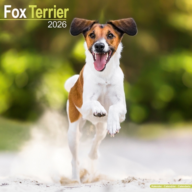Fox Terrier Calendar 2026  Square Dog Breed Wall Calendar - 16 Month