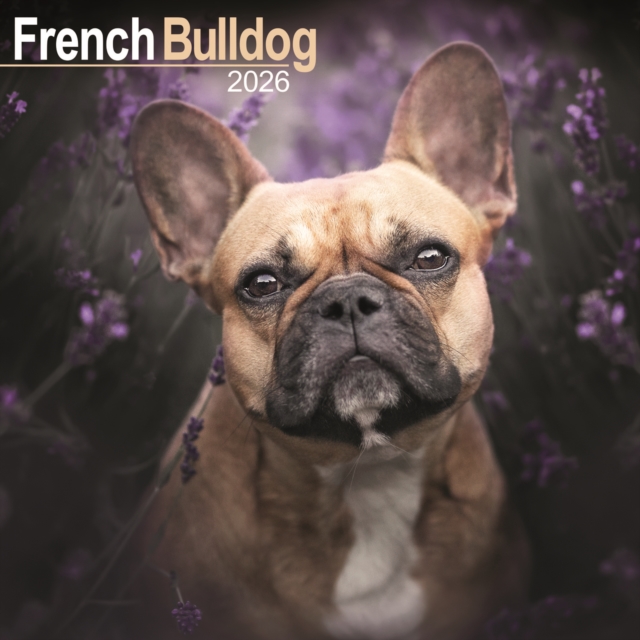 French Bulldog Calendar 2026 Square Dog Breed Wall Calendar - 16 Month