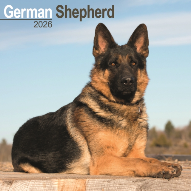 German Shepherd Calendar 2026 Square Dog Breed Wall Calendar - 16 Month