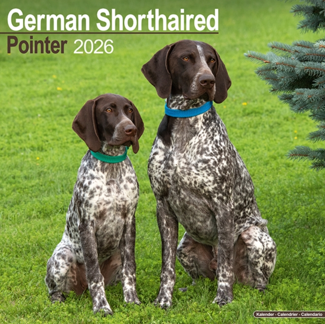 German Shorthair Pointer Calendar 2026  Square Dog Breed Wall Calendar - 16 Month
