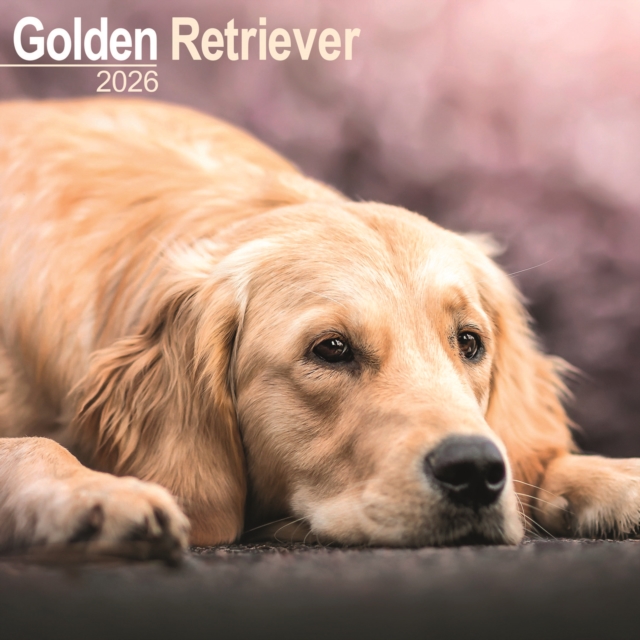Golden Retriever Calendar 2026 Square Dog Breed Wall Calendar - 16 Month