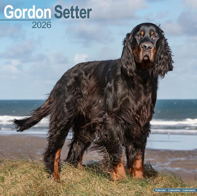 Gordon Setter Calendar 2026 Square Dog Breed Wall Calendar - 16 Month