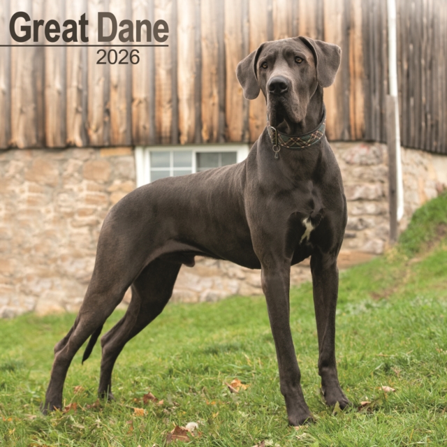 Great Dane (Euro) Calendar 2026 Square Dog Breed Wall Calendar - 16 Month