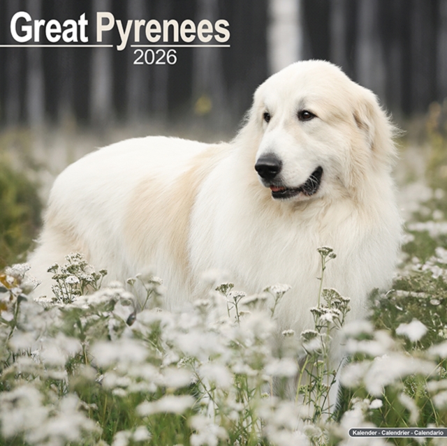 Great Pyrenees Calendar 2026 Square Dog Breed Wall Calendar - 16 Month