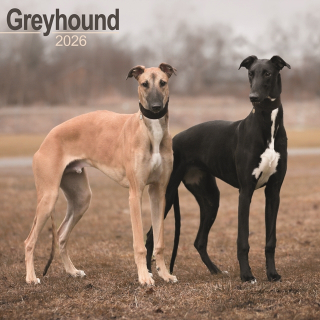 Greyhound Calendar 2026 Square Dog Breed Wall Calendar - 16 Month