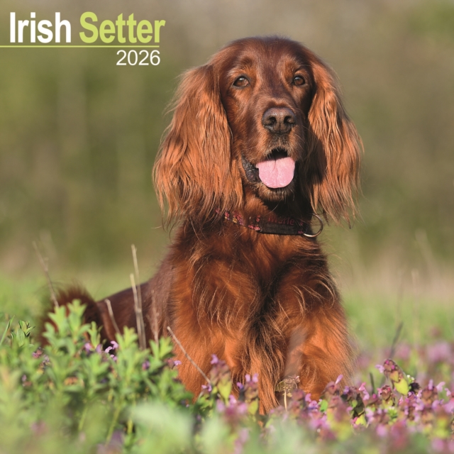 Irish Setter Calendar 2026 Square Dog Breed Wall Calendar - 16 Month