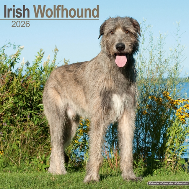 Irish Wolfhound Calendar 2026  Square Dog Breed Wall Calendar - 16 Month