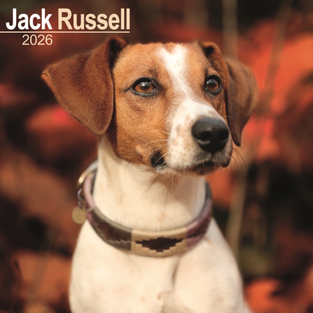Jack Russell Calendar 2026 Square Dog Breed Wall Calendar - 16 Month
