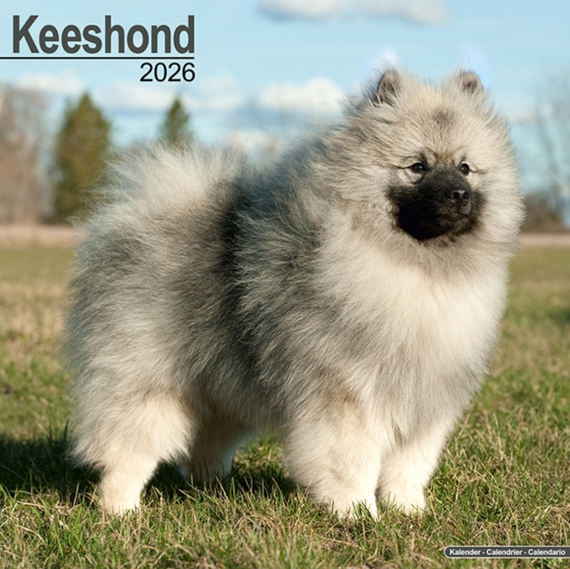 Keeshond Calendar 2026 Square Dog Breed Wall Calendar - 16 Month