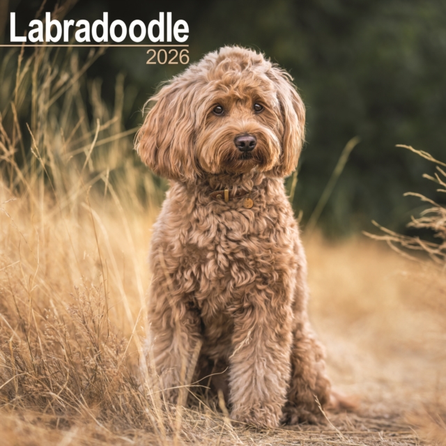Labradoodle Calendar 2026 Square Dog Breed Wall Calendar - 16 Month