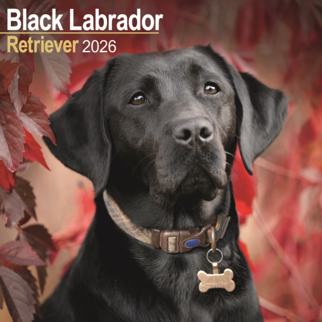 Black Labrador Retriever Calendar 2026 Square Dog Breed Wall Calendar - 16 Month