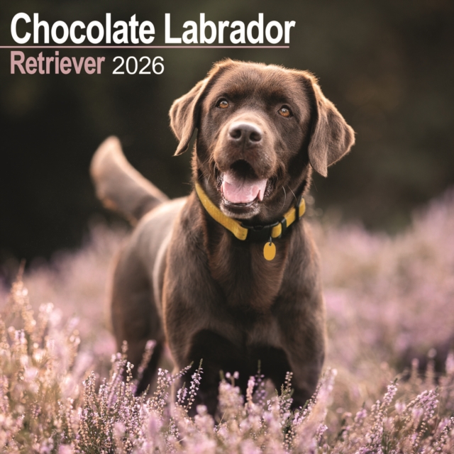 Chocolate Labrador Retriever Calendar 2026 Square Dog Breed Wall Calendar - 16 Month
