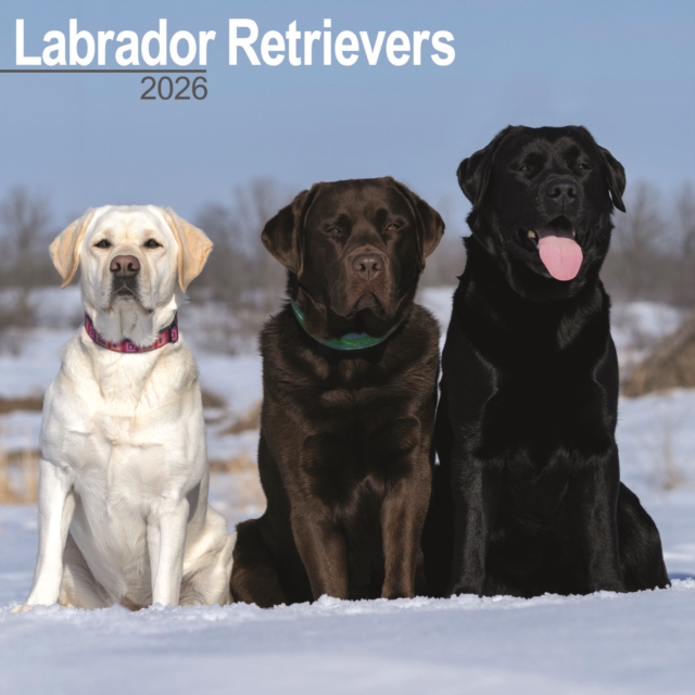 Labrador Retrievers (Mixed) Calendar 2026 Square Dog Breed Wall Calendar - 16 Month