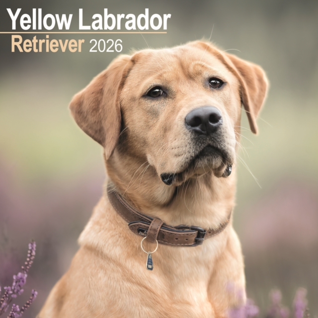 Labrador Retriever (Yellow) Calendar 2026 Square Dog Breed Wall Calendar - 16 Month