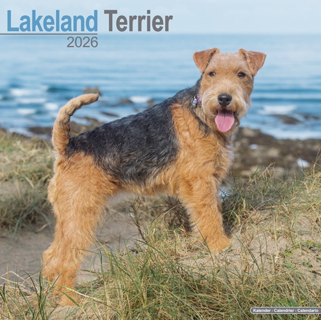 Lakeland Terrier Calendar 2026 Square Dog Breed Wall Calendar - 16 Month
