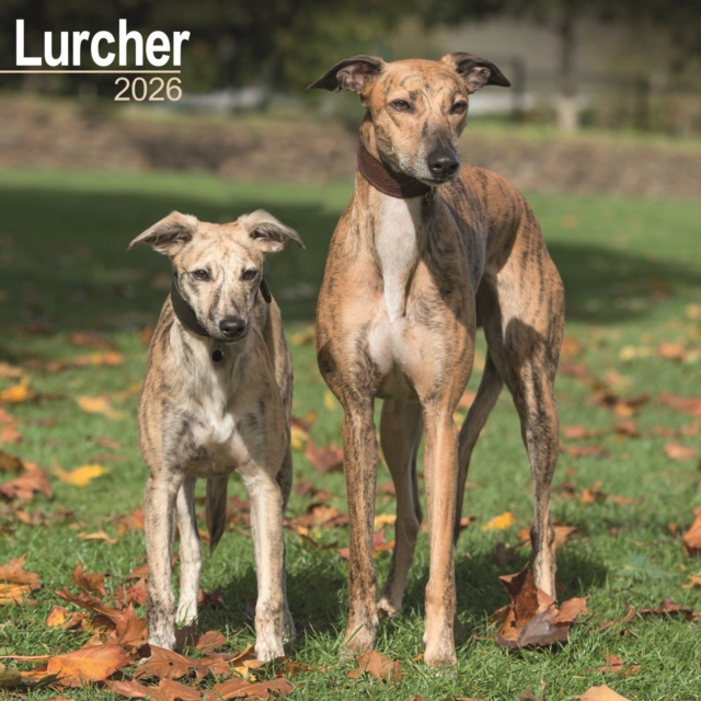Lurcher Calendar 2026 Square Dog Breed Wall Calendar - 16 Month