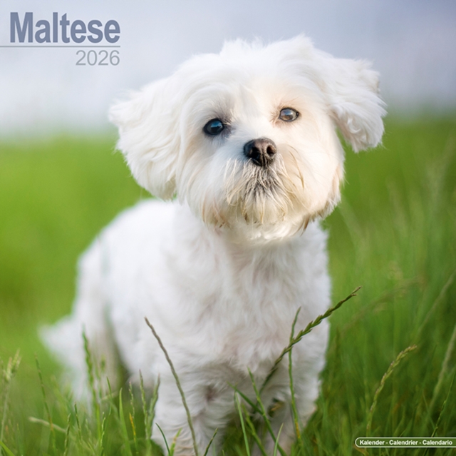 Maltese Calendar 2026 Square Dog Breed Wall Calendar - 16 Month