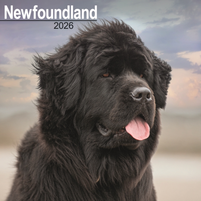 Newfoundland Calendar 2026 Square Dog Breed Wall Calendar - 16 Month