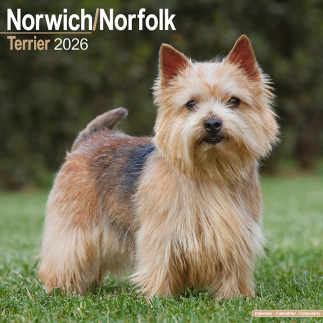 Norwich/Norfolk Terrier Calendar 2026 Square Dog Breed Wall Calendar - 16 Month