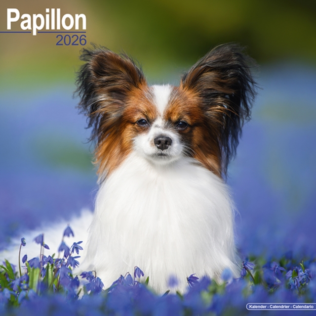 Papillon Calendar 2026  Square Dog Breed Wall Calendar - 16 Month