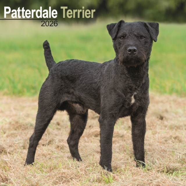 Patterdale Terrier Calendar 2026 Square Dog Breed Wall Calendar - 16 Month