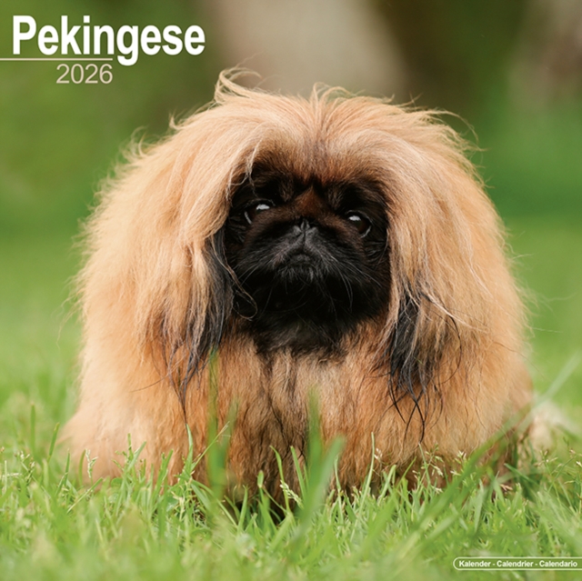 Pekingese Calendar 2026 Square Dog Breed Wall Calendar - 16 Month