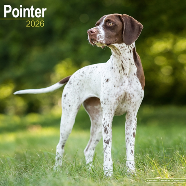 Pointer Calendar 2026 Square Dog Breed Wall Calendar - 16 Month