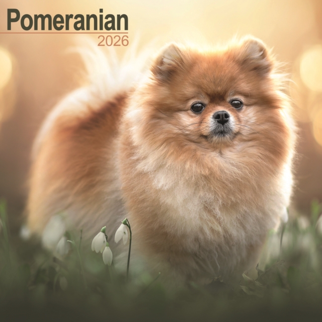 Pomeranian Calendar 2026 Square Dog Breed Wall Calendar - 16 Month