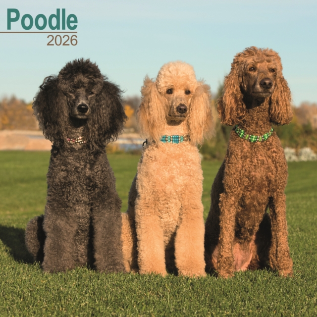 Poodle Calendar 2026 Square Dog Breed Wall Calendar - 16 Month