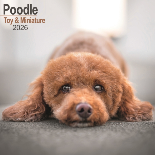 Poodle (Toy & Miniature) Calendar 2026 Square Dog Breed Wall Calendar - 16 Month