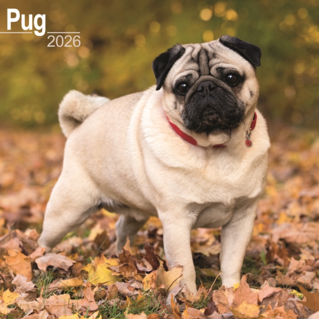 Pug Calendar 2026 Square Dog Breed Wall Calendar - 16 Month