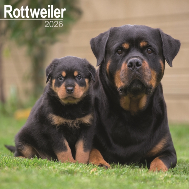 Rottweiler Calendar 2026 Square Dog Breed Wall Calendar - 16 Month