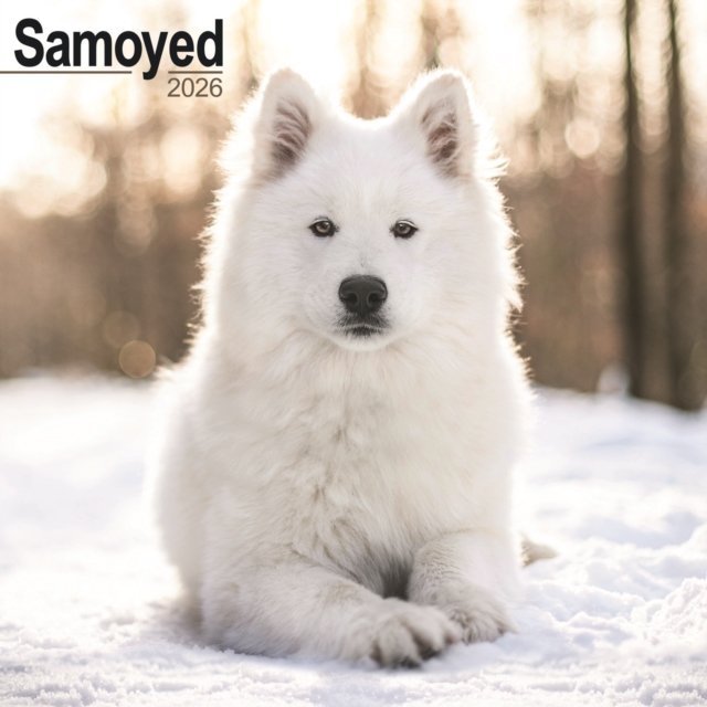 Samoyed Calendar 2026 Square Dog Breed Wall Calendar - 16 Month