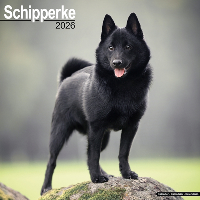 Schipperke Calendar 2026 Square Dog Breed Wall Calendar - 16 Month