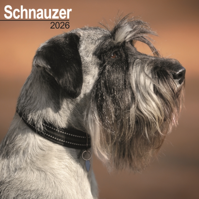 Schnauzer (Euro) Calendar 2026 Square Dog Breed Wall Calendar - 16 Month
