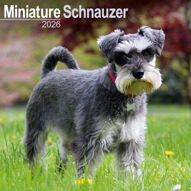 Schnauzer Miniature Calendar 2026 Square Dog Breed Wall Calendar - 16 Month