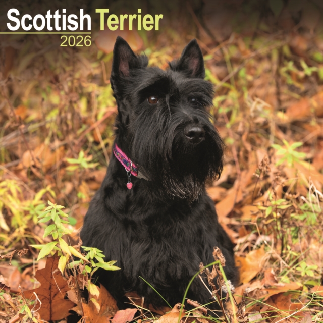 Scottish Terrier Calendar 2026 Square Dog Breed Wall Calendar - 16 Month